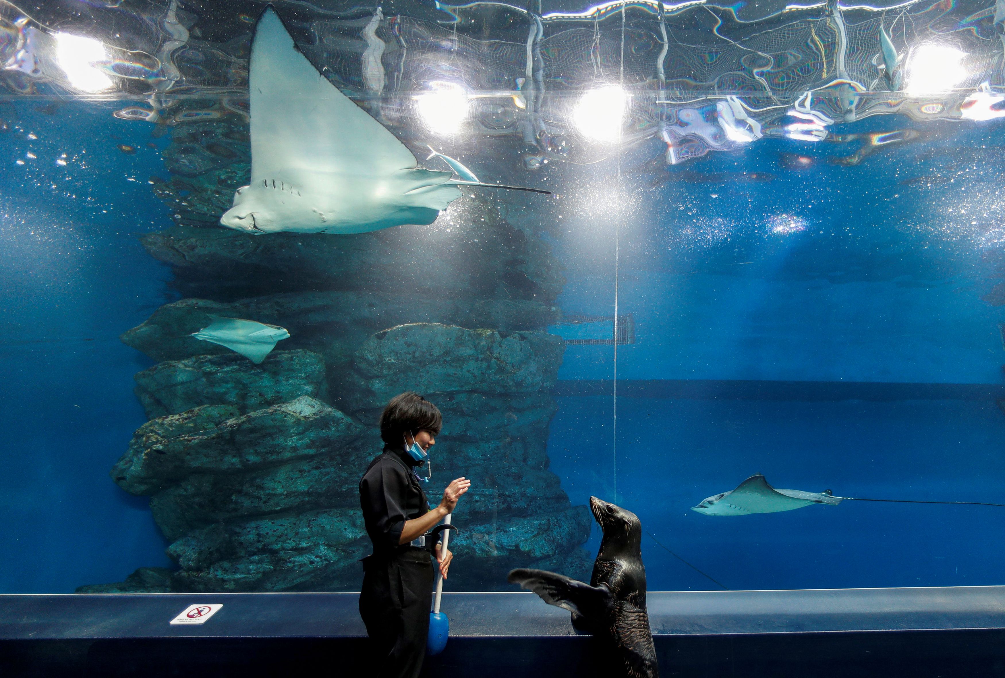 A female seal Shakitto and the aquarium keeper Manami Suka stroll together as a part of their practice for their show at an empty visitors' area at the Aqua Park Shinagawa which is closed to the public amid the coronavirus disease (COVID-19) outbreak