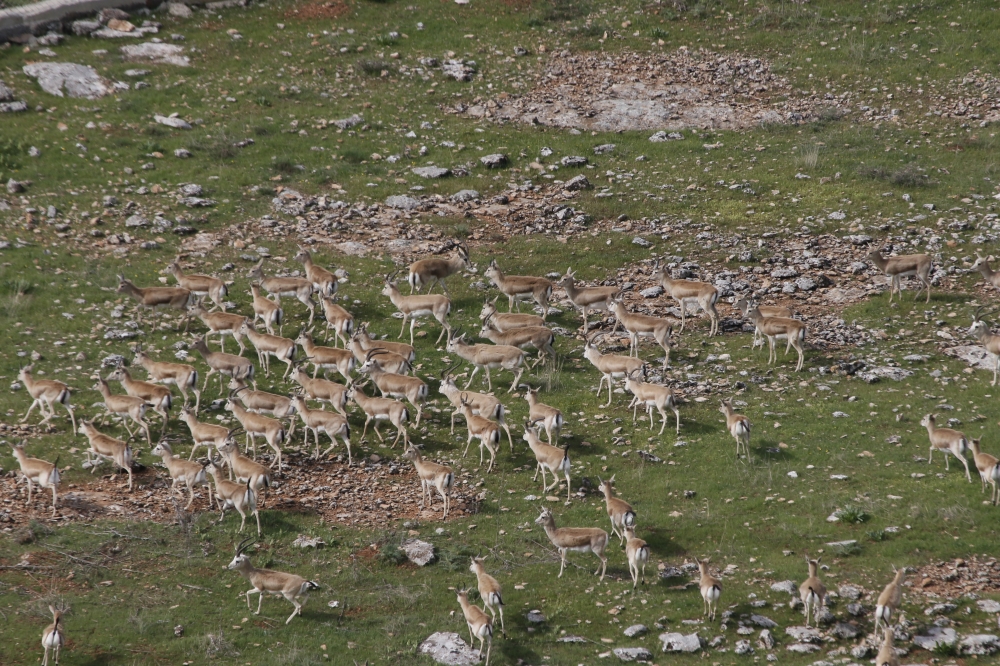 السلطات التركية تعتزم نقل غزلان محمية الى بيئتها الطبيعية