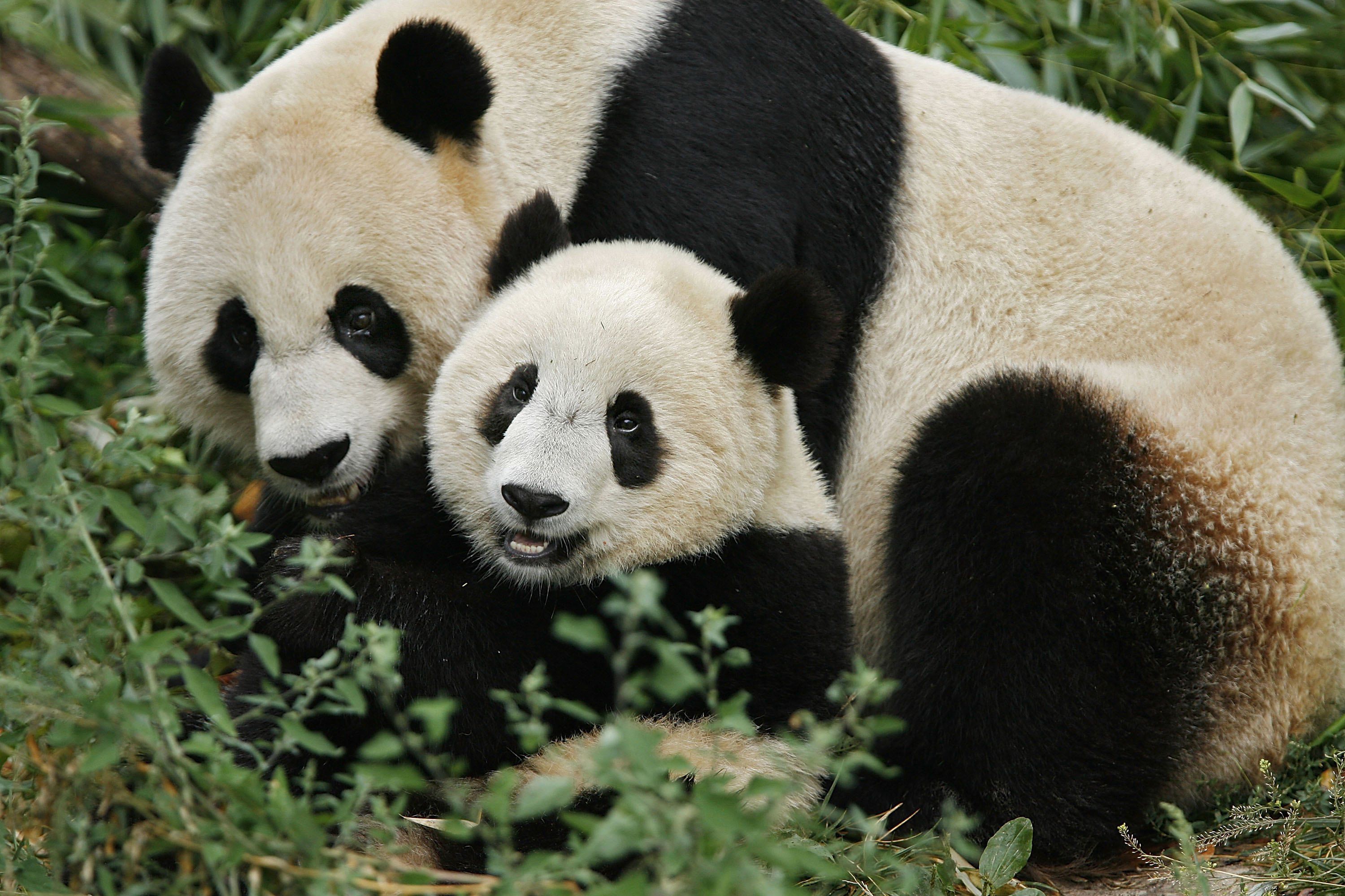 national-zoo-s-baby-panda-beats-the-odds-71748613-5c44babc4cedfd000148db87