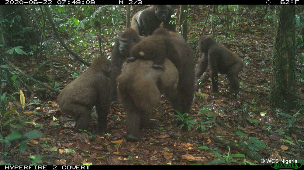Cross River gorillas and their infants captured by a remote camera trap are seen in Mbe Mountains