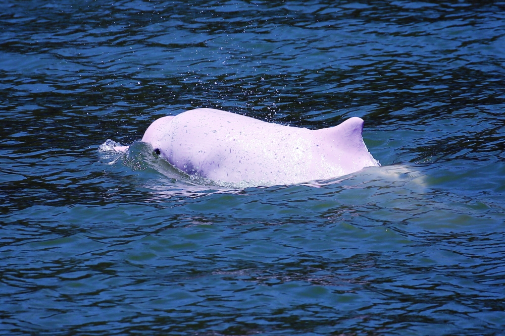 FILE PHOTO: A Chinese white dolphin swims off Lantau island in Hong Kong