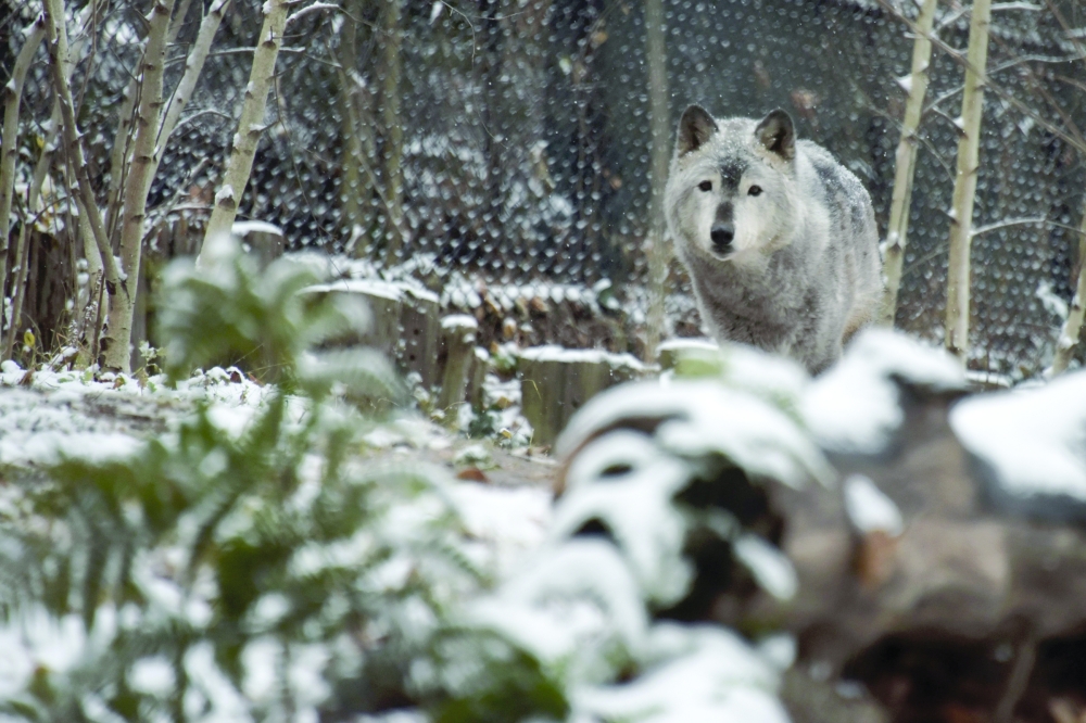 Trump administration ends protections for iconic gray wolf