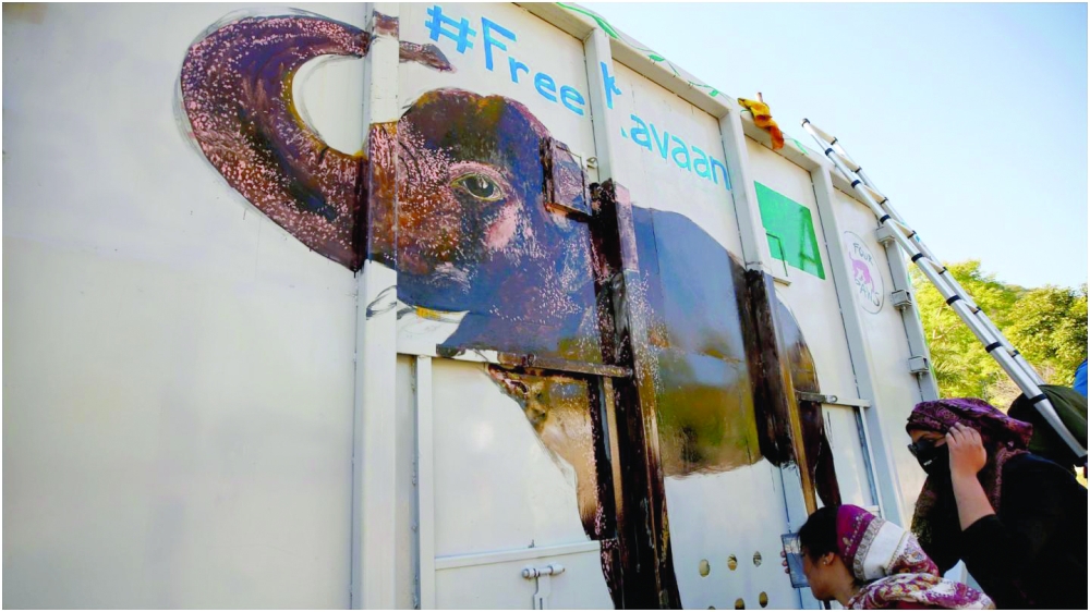 نقل الفيل كافان إلى كمبوديا