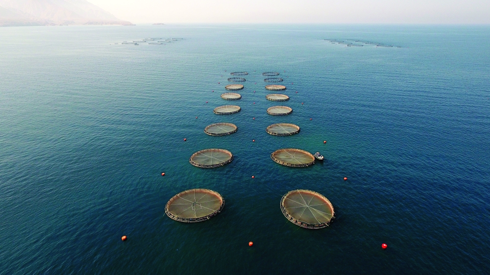 من مشاريع الاستزراع السمكي