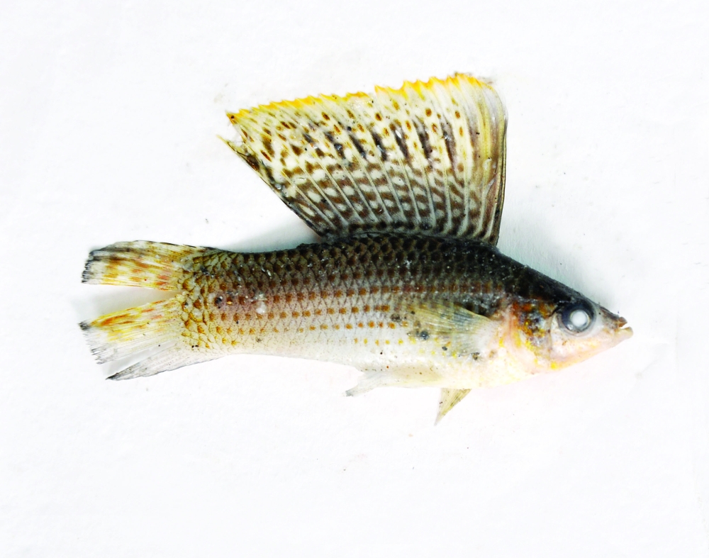 سمكة المولي من أحد أودية السلطنة