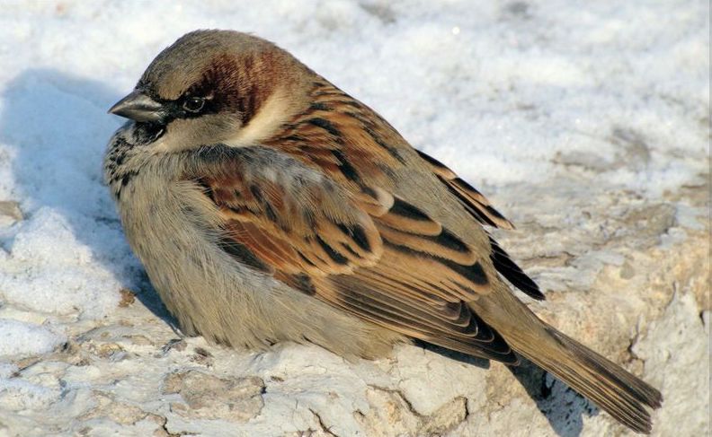 how-do-wild-birds-keep-warm-winter-2