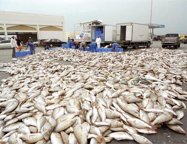 الثروة-السمكية-في-عمان
