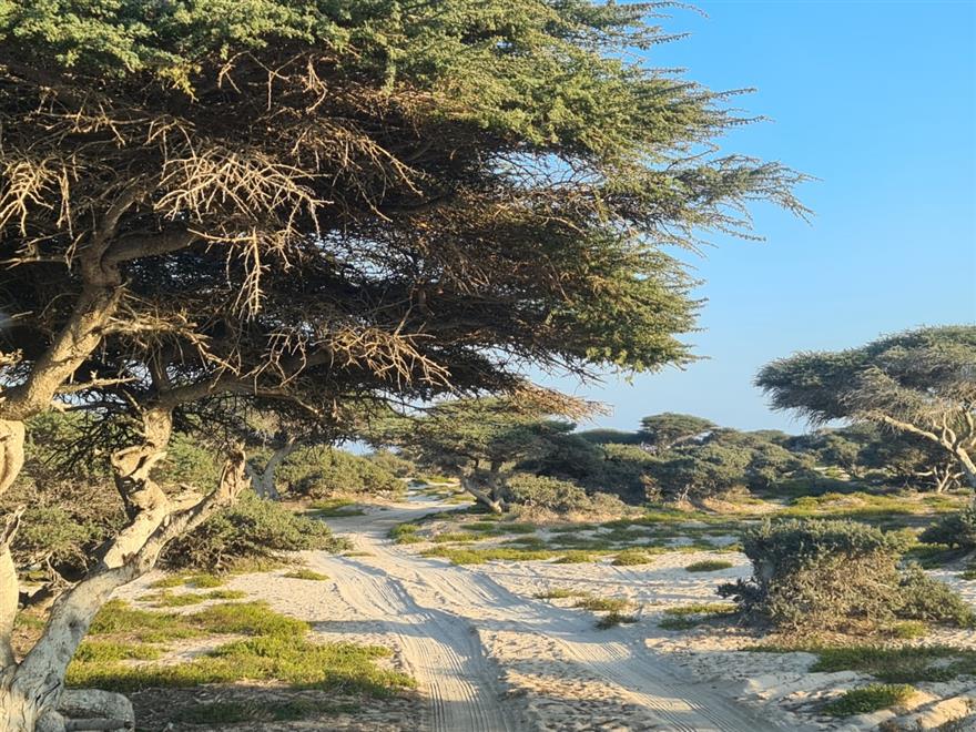 أشجار-السمر-تشكل-غابة-بقرية-الخضراء-2