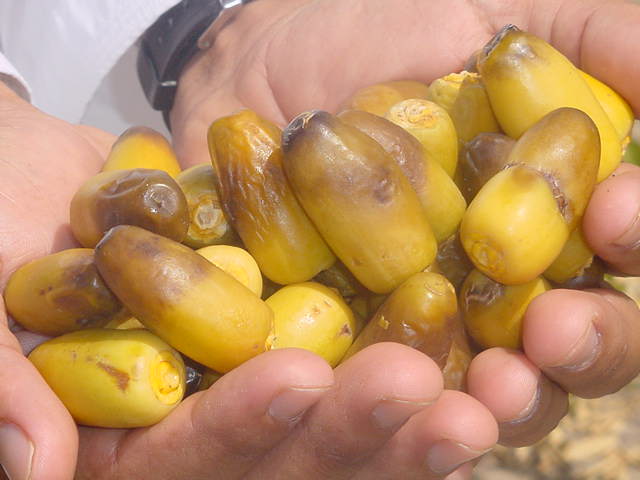 بشائر-القيظ-تبدأ-من-ولاية-دماء-والطائيين1