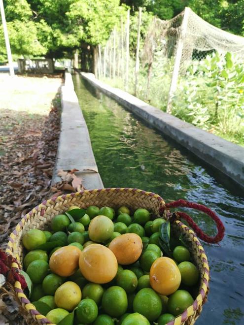 حيل-الغاف-وموسم-طني-أشجار-المانجو-2